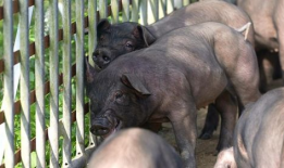 黑猪视频,揭秘猪界“明星”的日常生活